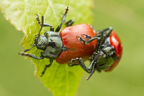Réf. 347 745 : Chrysomela sp.